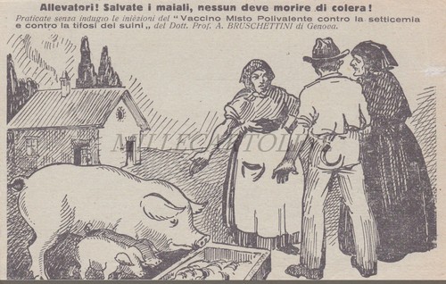 Colera maiali vaccino - maiali,