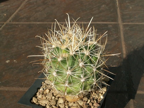 Sclerocactus wrightiae - , f
