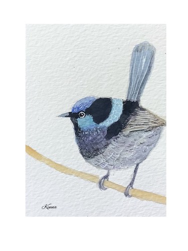 Aceo kenna blue fairy wren - aceo,