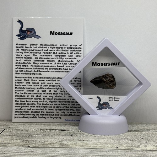 Mosasauro estinto dinosauro