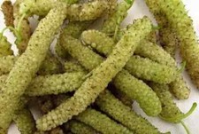 Gelso pakistano bianco gigante, lungo, 15 semi freschi da piantare