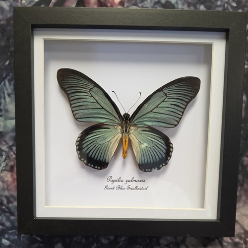 Giant blue swallowtail - giant,