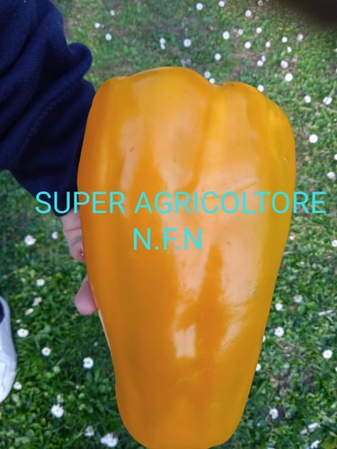 Semi peperone giallo - semi,