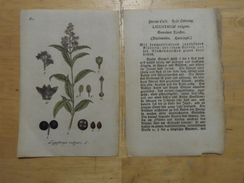 Orig incisione - orig., 1800)