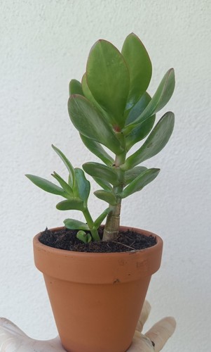 Crassula ovata vaso pianta - ovata,
