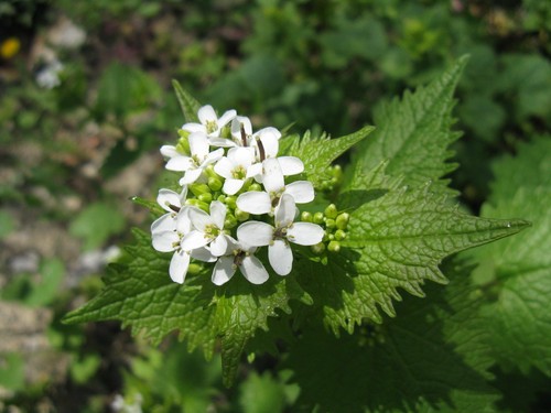 Aglio senape alliaria - senape,