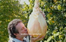 CIPOLLO GIGANTE GIALLO, 50 SEMI + OMAGGIO