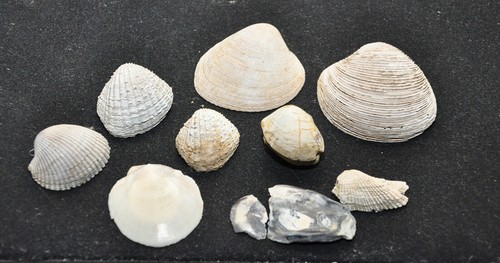 Conchiglia fossile bivalva - fossile,