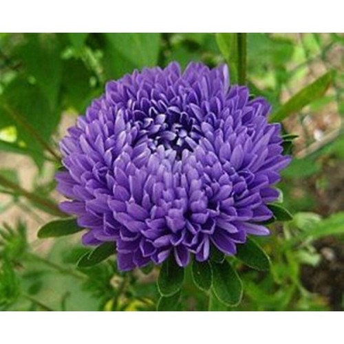 Aster seёds 120 - seёds,,