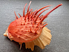 Spondylus americanus 50 mm