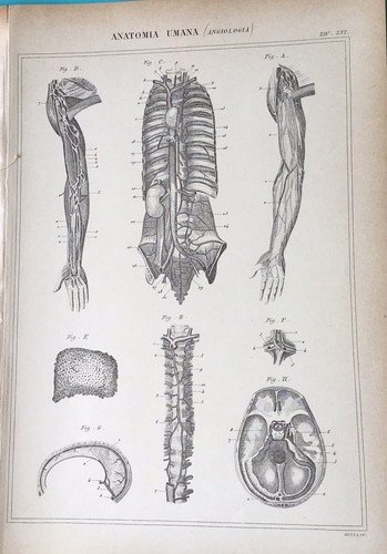 Stampa antica incisione - stampa,