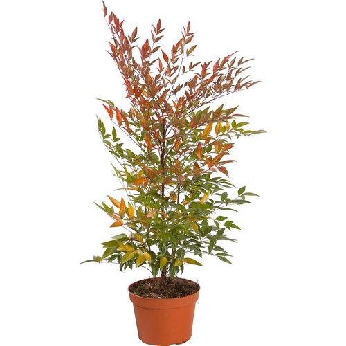 Nandina domestica bambù - domestica, "bambù