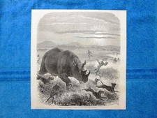 Gravure Année 1863 - Chasse au rhinoceros - Caccia al rinoceronte
