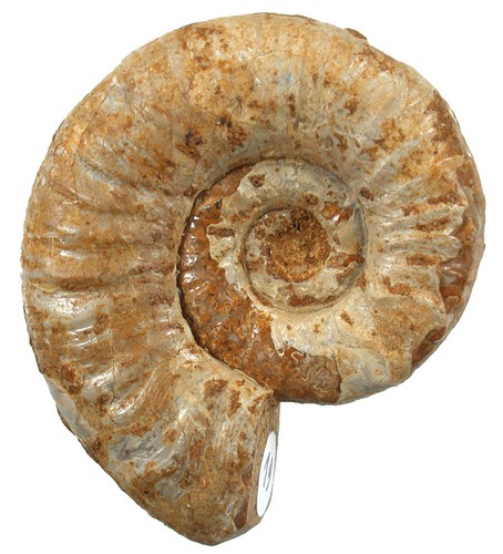 Malm mirosphinctes rara - mirosphinctes,