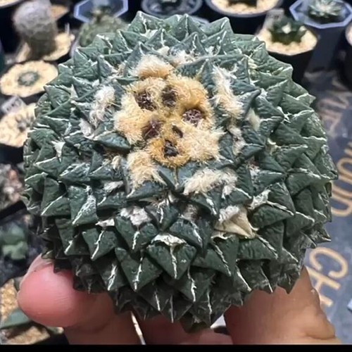 Ariocarpus kotschoubeyanus