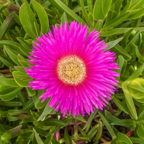 Pianta plant carpobrotus - 1,