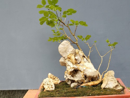 Bonsai frassino robusta - bonsai,