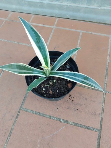 Pianta agave americana - pianta,