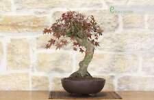 Bonsai di Acero Palmato (11)