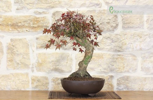 Bonsai acero palmato - di,
