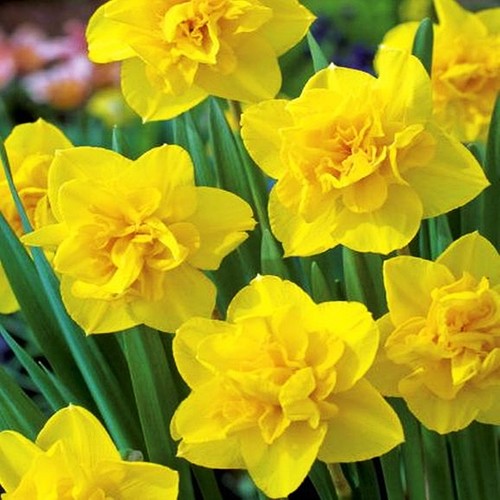 Narcisi bulbi fiori cipolle - narcisi,