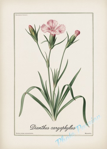 Fotografica tavola botanica - fotografica,