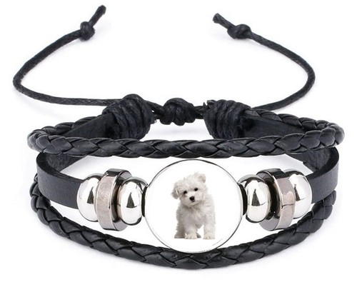 Maltese dog pet black - maltese,