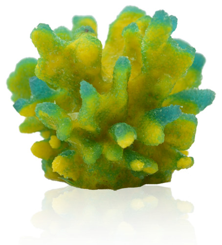 Deep blue coral concepts - coral,