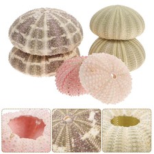  6 Pcs Piante Da Appartamento