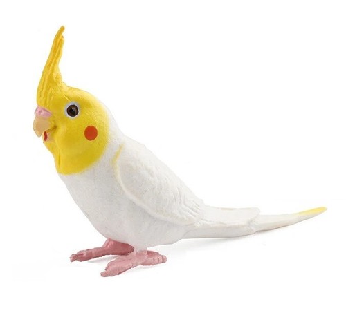 Lutino cockatiel animale - lutino,