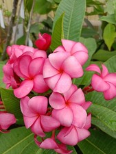 K. Strawberry Macaron - Talea - Monopunta