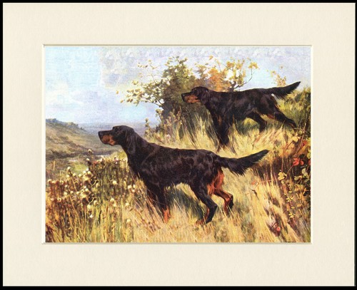Gordon setter dog - dog, stampa
