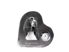 Springer Spaniel inglese