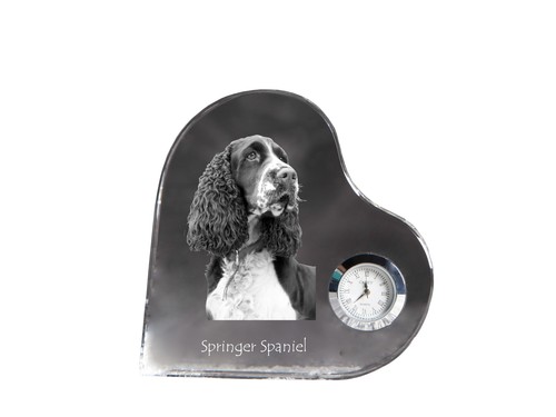 Springer spaniel inglese - spaniel,