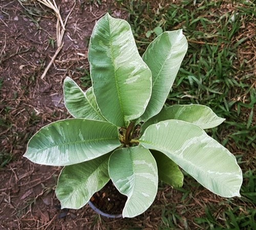 Nuovo plumeria variegata - plumeria,