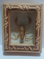 Vero Scorpione In Teca