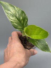 Planttini🌱 Strelitzia