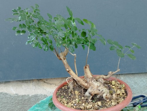 Bonsai frassino robusta - bonsai,