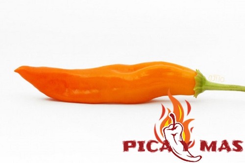 Semi peperoncino aji - di,