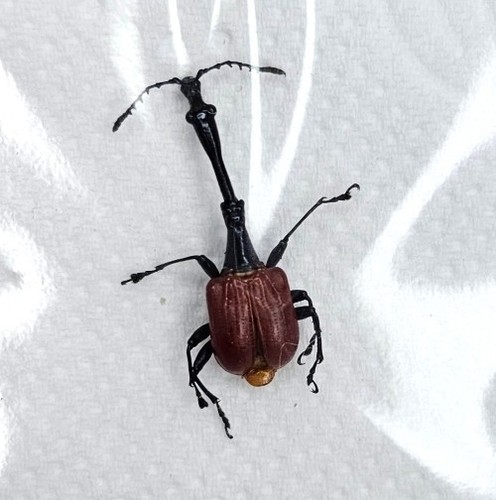 Tenebrionoidea trachelophorus - tenebrionoidea:,
