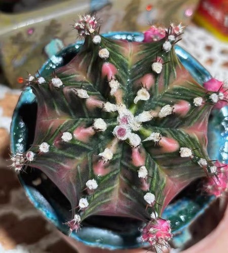 Gymnocalycium mihanovichi