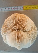 Conchiglia Shell MADREPORA MARINA CORALLO FUNGIA  mm 150 x 150