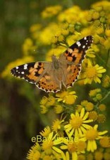 Photo 6x4 Painted Lady