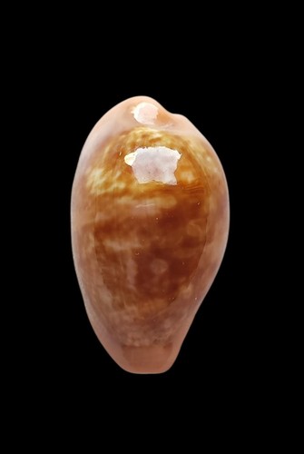 Shell conchiglia cypraea - conchiglia,