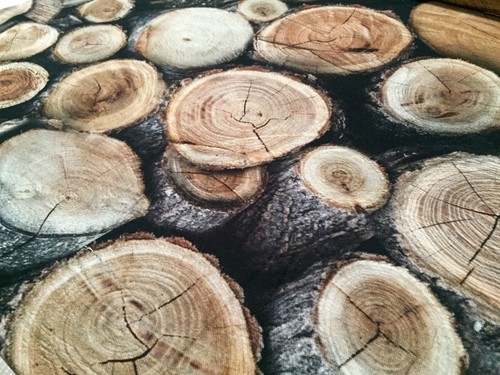 Ceppi tronchi albero legno