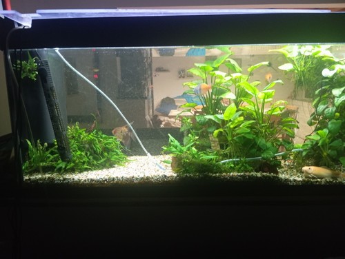 Acquario jewel 240 litri - acquario,