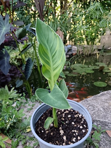Pianta canna tenerife - pianta,