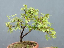Bonsai Carpino 43x37cm In Vaso Pianta Interno Esterno Frastagliata Albero 🍀🍀🍀