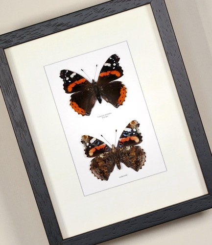 Vanessa atalanta red admiral - red,