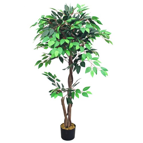 Fico ficus benjamin pianta - benjamin,